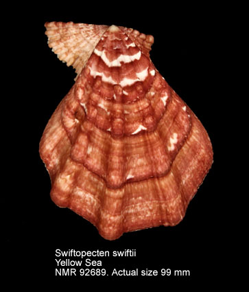 Swiftopecten swiftii (8).jpg - Swiftopecten swiftii(Bernardi,1858)